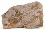 Rare, Lichid Trilobite With Eocrinoid Mortality (Pos/Neg) #255338-1